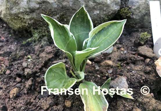 Hosta Frosted Lollipop